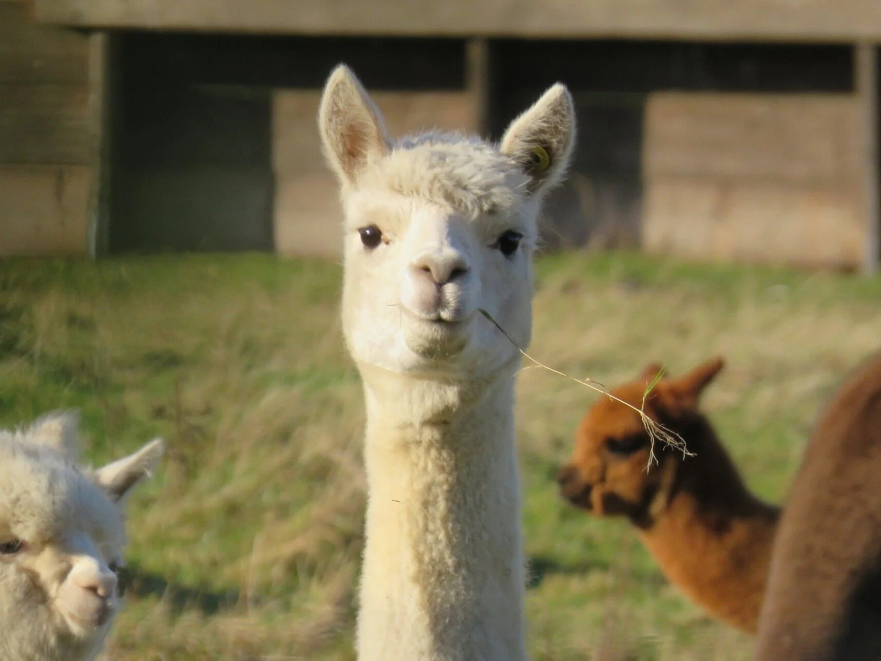 ‘sup bro? want some cash (llama)?